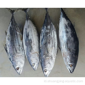 Ekspor Frozen Tuna Fish WR 300-500G Bonito Berpanjang